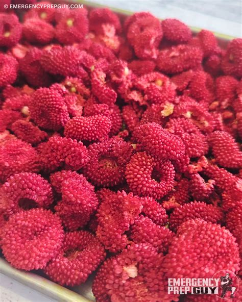 How to Freeze-Dry Raspberries at Home (Step-by-Step Guide)