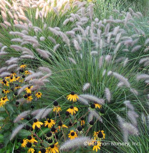 Small Ornamental Grasses