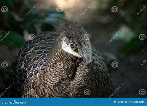 Grey Peacock-Pheasant, Polyplectron Bicalcaratum Stock Photo - Image of ...