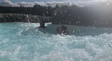 Center Parcs Longford Forest Pool: Pictures & Reviews - Tripadvisor