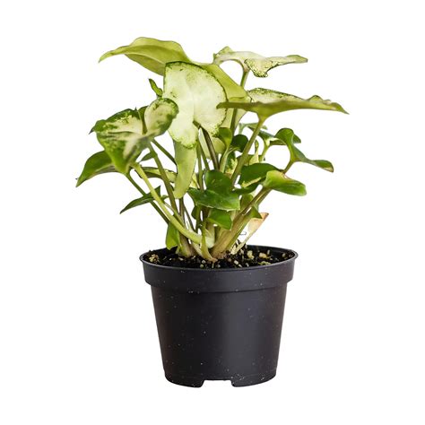 Syngonium Pixie | Indoor Low Maintenance Plant with Variegated Foliage ...
