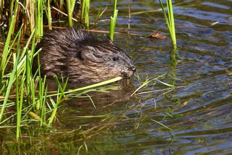 Otter vs Beaver: Key Differences Between These Water-Loving Mammals | AnimalCompare.com