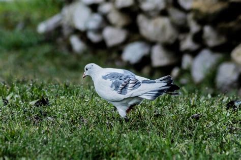 Close-up of seagull on grassy field | Premium Photo