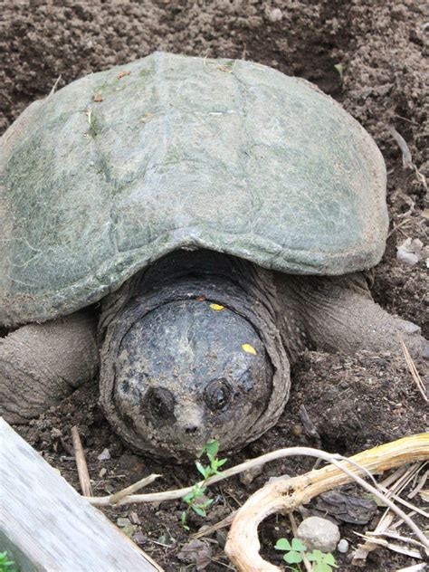 Snapping Turtle Eggs
