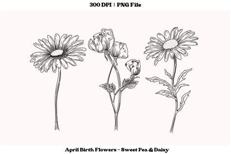 A clipart image featuring April birth flowers - Sweet Pea and Daisy in ...