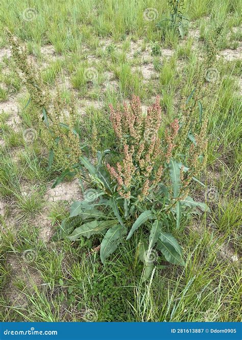 More colorado greenery stock image. Image of greenery - 281613887
