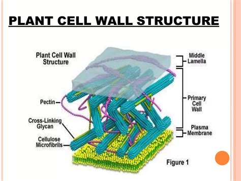 Plant Cell wall Structure | PPTX