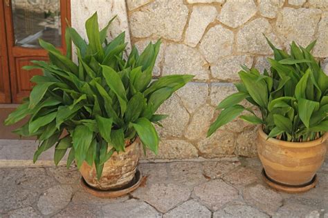 Aspidistra elatior