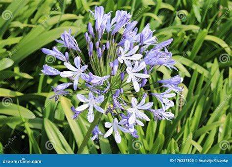 Agapanthus Herbaceous Plant with Bright Blue Lily Flowers on a Sunny ...