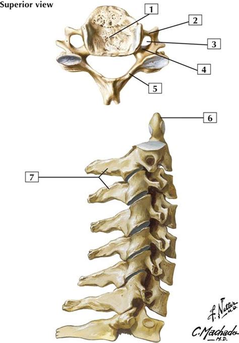 Image result for Vertebrae Alignment