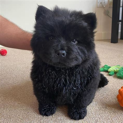 14 cute pictures of black chow chows that will make your mouth smile ...