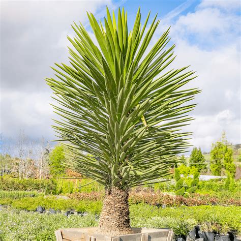 Moon Valley Nurseries