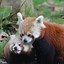 Image result for Red Panda Cute Baby Animals