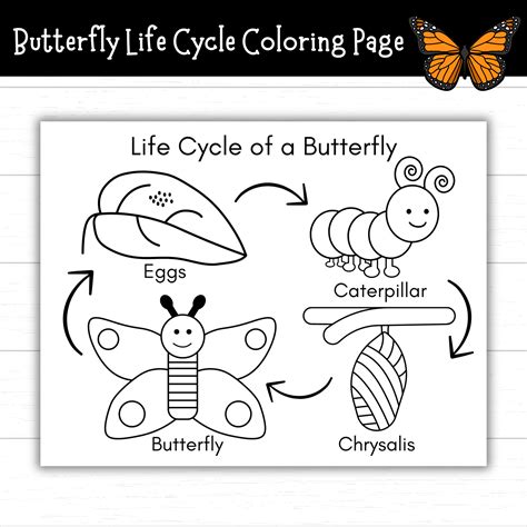 Life Cycle Of Butterfly Printable