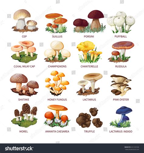 Names And Types Of Mushrooms