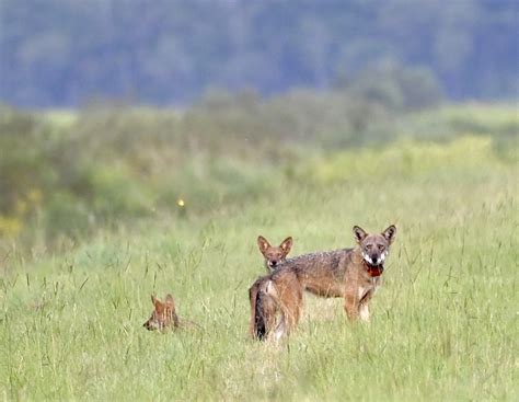 Save Red Wolves - Save Red Wolves