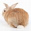 Image result for Baby Bunny Rabbit Cartoon