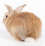 Image result for Bunny Tail Wagging