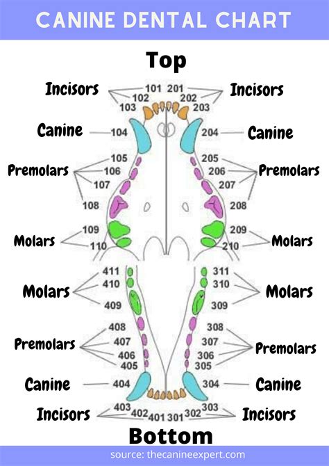 Canine Dental Chart: Pet Dental Chart (with photos) - Marie The Dog