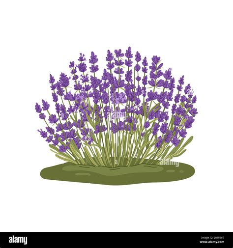 Lavandula plant isolated kitchen herb. Vector lavender purple flowers ...