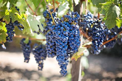 Bangalore Blue Varieties Exotic Grapes,Grafted Sweet Kala Angoor Fruit ...
