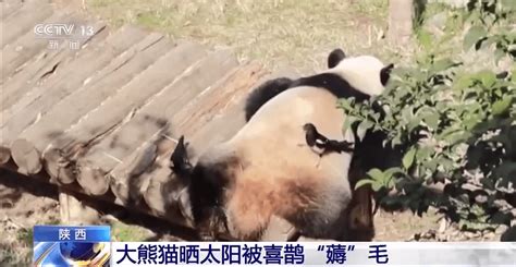全球唯一圈养棕色大熊猫“七仔”被终身认养-盐城新闻网