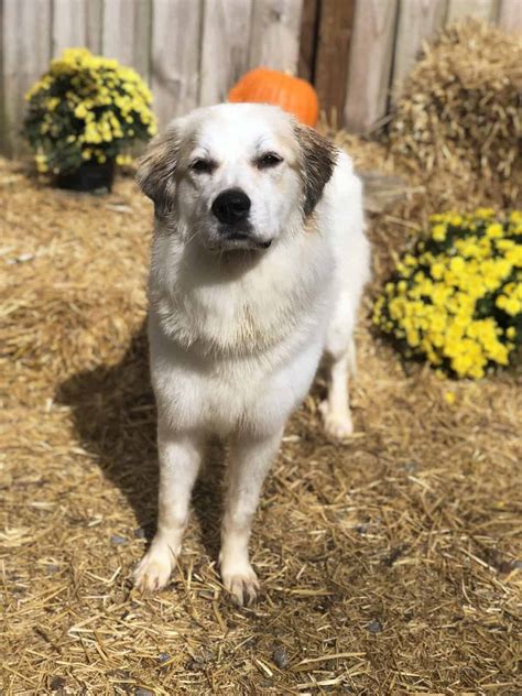 Cady - Big Fluffy Dog Rescue