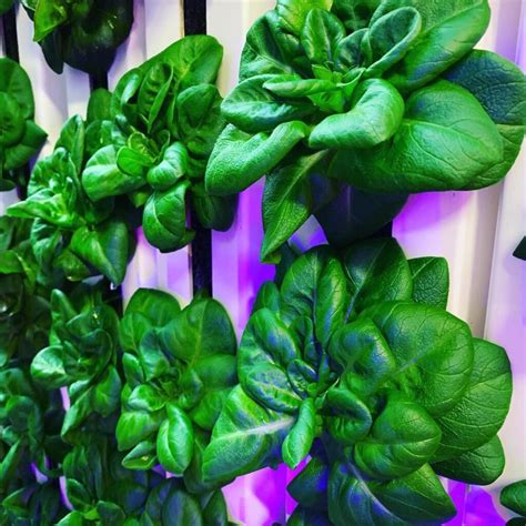 Ellicottville company plans vertical farming enterprise - Olean Times ...