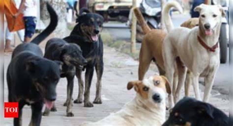 11 cases of rabies in canines found outside Goa’s borders | Goa News ...
