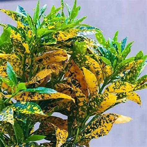 Big Planter Croton Live Plant - Colorful Foliage for Your Indoor Oasis ...