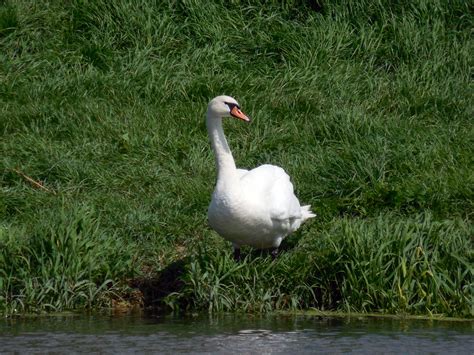 Free Images : nature, grass, white, river, wildlife, swim, beak ...