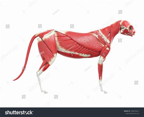 3d Rendered Illustration Cat Anatomy Muscle Stock Illustration ...