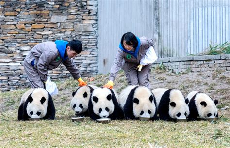 全球圈养大熊猫种群数量达到673只 十年增长近一倍 - 国内动态 - 华声新闻 - 华声在线