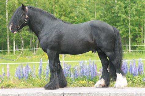 Sir Liam in 2024 | Irish cob, Horse breeds, Beautiful horses