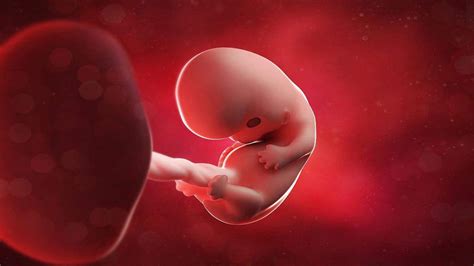13周胎儿像什么一样大-菠萝孕育