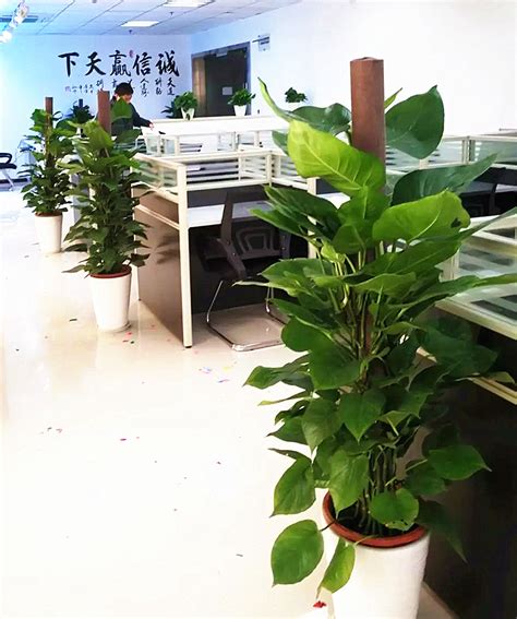 8种适合在办公室摆放的绿色植物