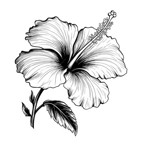 Hibiscus Flower Drawing With Label