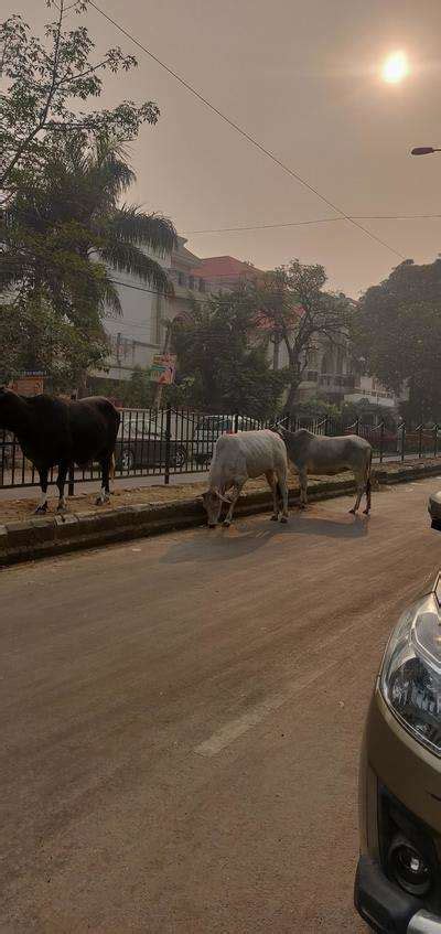 Shalimar Bagh or gaushala? - Times of India