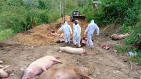 African Swine Fever Outbreak: Mizoram, Tripura, Meghalaya impose curbs