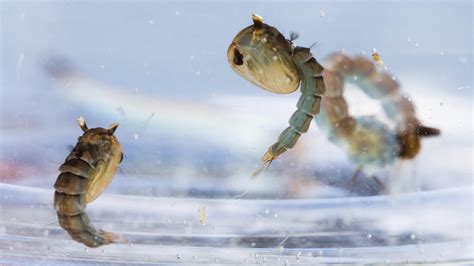 Computer Bio Vector 的图像结果