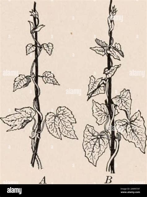 Runner Plant 的图像结果