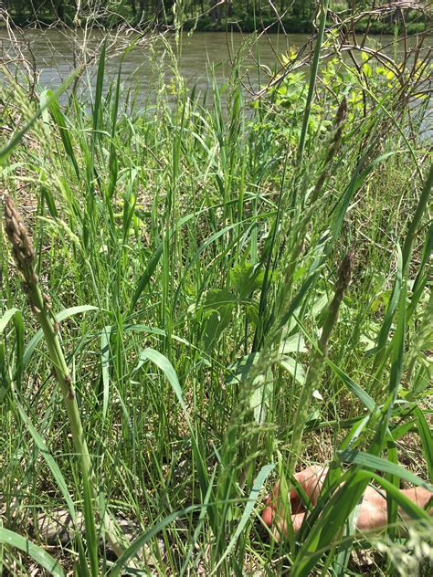Wild Asparagus Plant