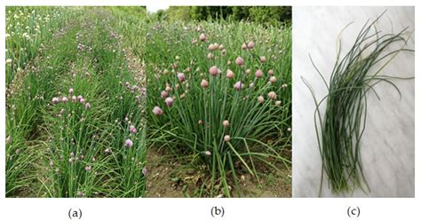 Elemental Profile, General Phytochemical Composition and ...