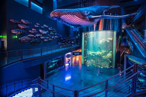 Piranhas On An Escalator