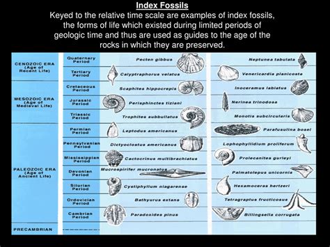 PPT - Fossils PowerPoint Presentation, free download - ID:479470