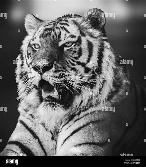Tiger Face Photography Black And White