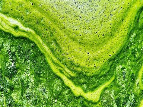 निळे-हिरवे शेवाळ खत तयार करण्याची कृती आणि पद्धत जाणून घ्या फायदा होईल