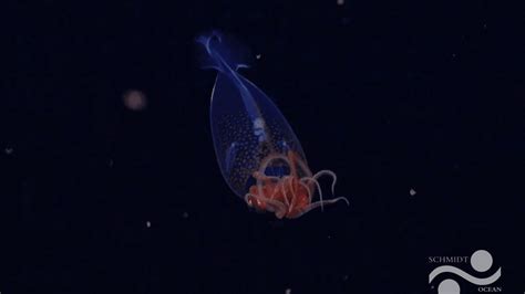 WATCH: A Live Colossal Squid Has Been Filmed For First Time - Tomorrow ...