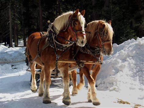 6 Amazing Facts About The Belgian Draft Horse | Draft horses, Belgian ...
