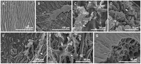 Plant Tissue Decay in Long-Term Experiments with Microbial Mats